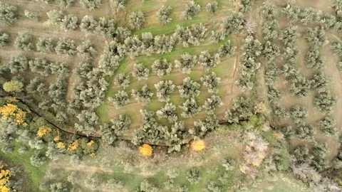 Bird eye view of a forest with olive trees and trees with autumn color leaves Stock Footage 121523008