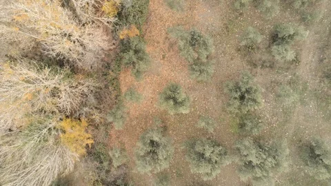 Bird eye view of a forest with olive trees and trees with autumn color leaves Stock Footage 121523761