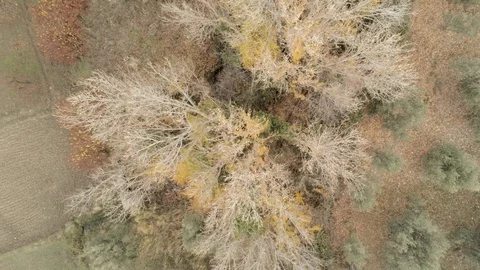 Bird eye view of a forest with trees with autumn color leaves Stock Footage 121523756