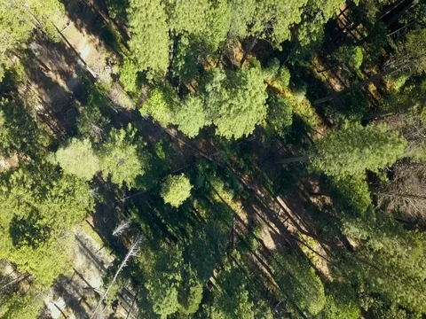Bird eye view going down into the forest of pine trees - California Vidéo 81919693