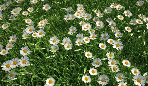 Bird eye view of a grass meadow,  plenty of daisy flowers. Illustrazione stock