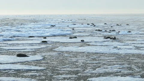 Bird eye view of group of seals on Ice covered Surfaces in Frigid Arctic Waters Stock Footage 308776690
