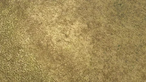Bird eye view of high yellow grass that can be found at high altitudes in the Stock Footage 142747281