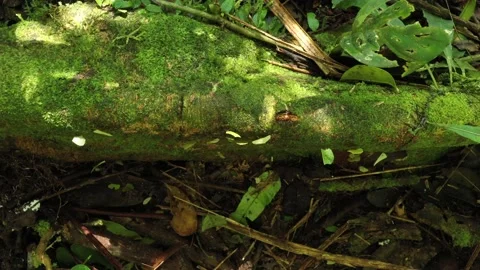Bird eye view of leaf cutter ants atta leavigata that are walking over a mossbed Stock Footage 142758846