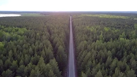 Bird eye view long straight road crosses pine forest 스톡 동영상 99434578