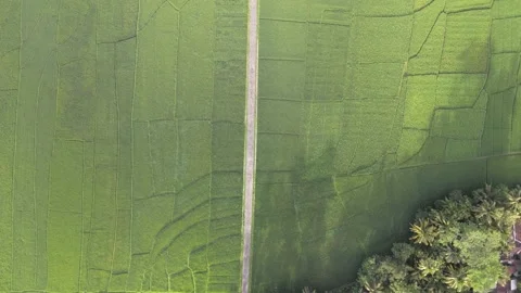 Bird Eye View on Paddy Field Stock Footage 146569034