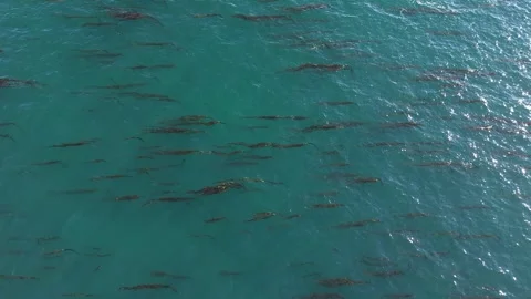 Bird eye view of a patch of kelp forest in the Pacific Northwest in Canada. Vídeos de archivo 303334296