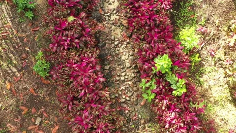 Bird eye view of a path in a tropical garden that is lined with plants that have Vidéo 142748256