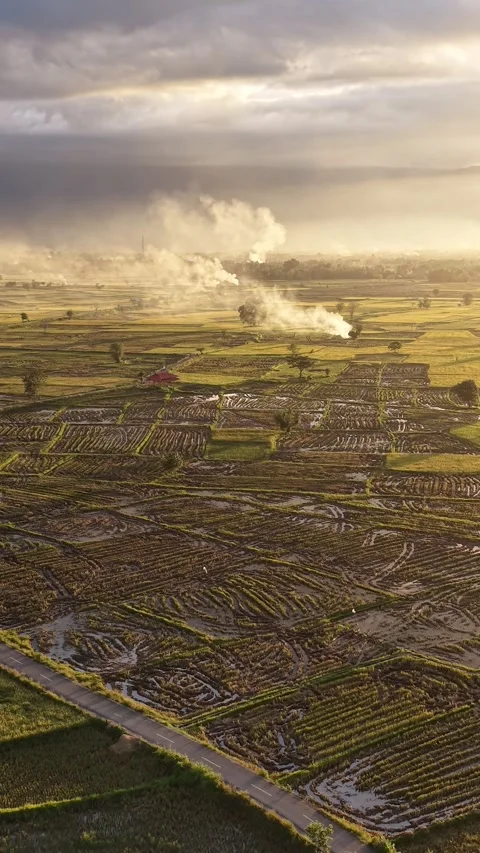 Bird Eye View of Rice Field Patterns with Smoke in Sumatra Vídeos de archivo 336042718