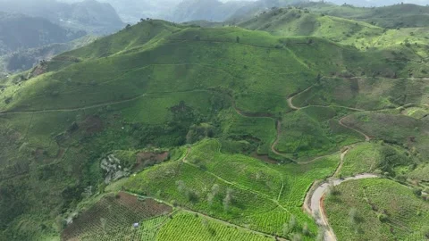 Bird Eye View of Rolling Tea Fields in Pangalengan Indonesia Видео 293472865