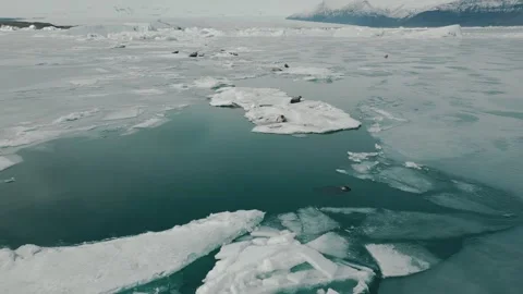 Bird-Eye View of Seals Resting on Ice in Jökulsárlón Glacier Lagoon, Iceland Stock Footage 307050688