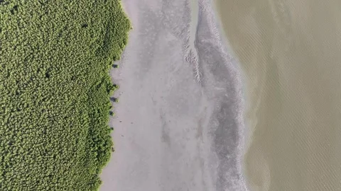 Bird eye view shows mangrove forest canopy 스톡 동영상 329354557