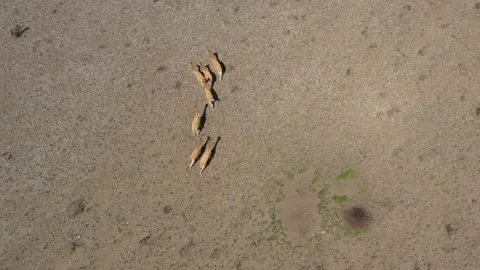 Bird eye view of a small group of lamas of vicunas moving towards the animals Stock Footage 142756294