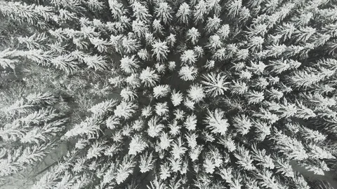 Bird eye view of spruce forest in winter. snow covered. great footage for movie Stock Footage 122758928