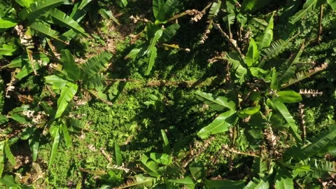 Bird eye view starting close to the ground and revealing a banana plantation Stock Footage 142757238