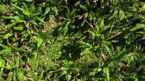 Bird eye view starting high and moving closer toward the banana plantation Stock Footage 142757274