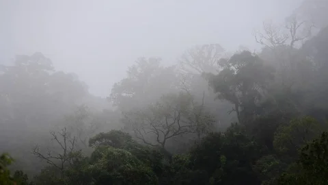 Bird eye view of tropical forest, Aerial landscape Stock Footage 81007749