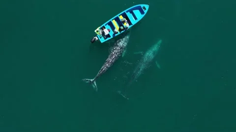 Bird eye view of two whales near small boat Vídeo Stock 202189271