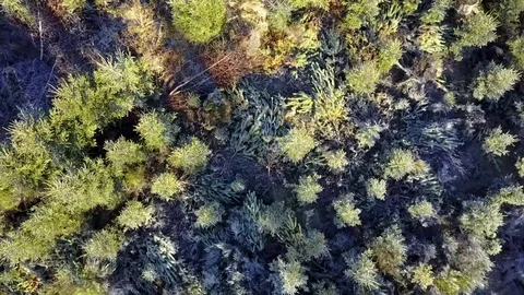 Bird eye view of winter forest Stock Footage 71068738