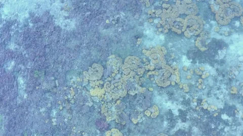 Bird eyes view of the corals Stock Footage 116662060