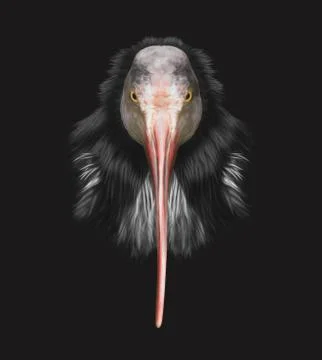 Bird face portrait Stock Illustration