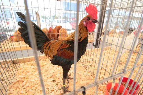 Bird fair in Bucharest Foto stock