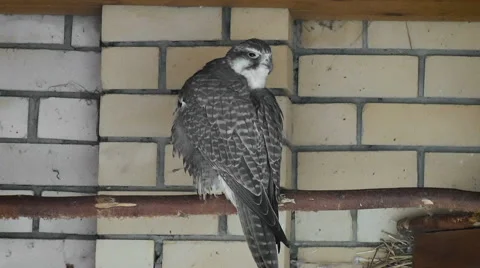 Bird Falcon cleans feathers. Feathered race Stock Footage 68313307