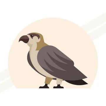 Bird-falcon Stock Illustration