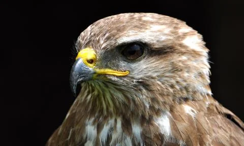Bird - falcon Stock Photos
