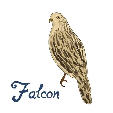 Bird falcon vector illustration Stock Illustration