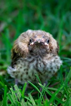 Bird fallen from nest Stock Photos
