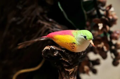 Bird false Stock Photos