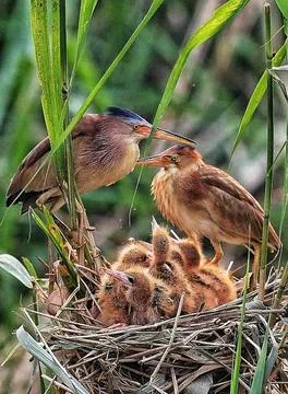 Bird family Stock Photos
