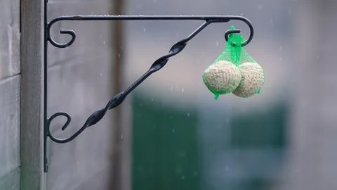 Bird fat balls outside when snowing Stock Photos