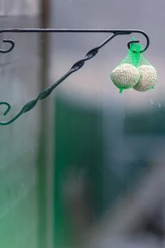 Bird fat balls outside when snowingbird, feeding, fat, balls, winter, anima.. Stock Photos