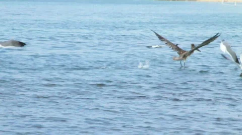 Bird Feast 02 Vidéo 769787