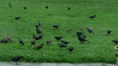 Bird Feast with take off slo mo Stock Footage 158068875