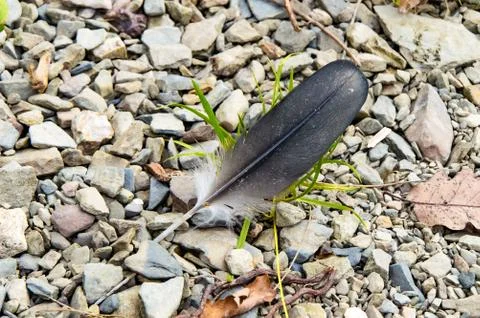 The Bird Feather 1 Stock Photos