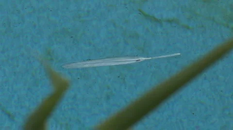 Bird feather 2 Video stock 509364