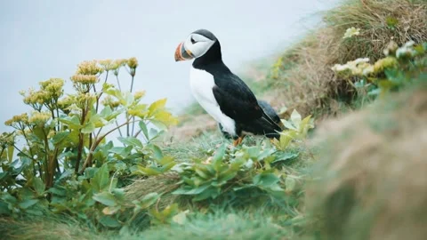 Bird feather animal Stock-Footage 270817634