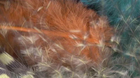 Bird feather as a background with a lot of bright Video stock 236123090