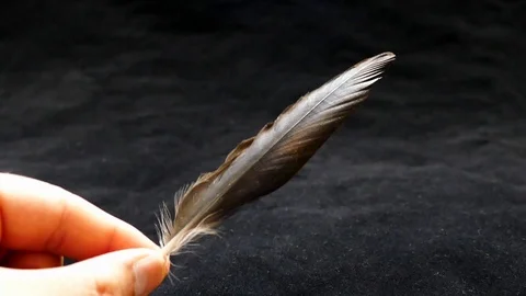 A bird feather on the black floor, 스톡 동영상 93773152