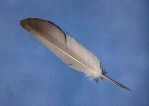 A bird feather on blue background Stock Photos