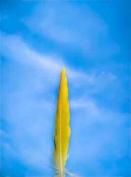 A bird feather on a blue background Stockfoto's
