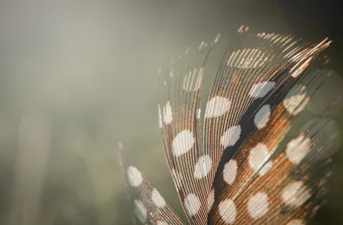 Bird feather on blurred background. Foto stock
