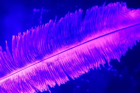 Bird feather close-up. Abstract background for the screen saver. Stock-Fotos