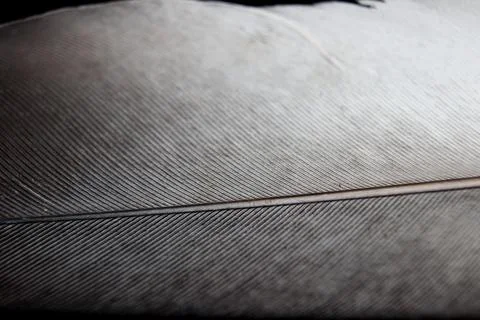 Bird feather close up on black background Stock Photos