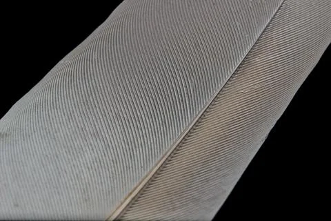 Bird feather close up on black background Stock Photos