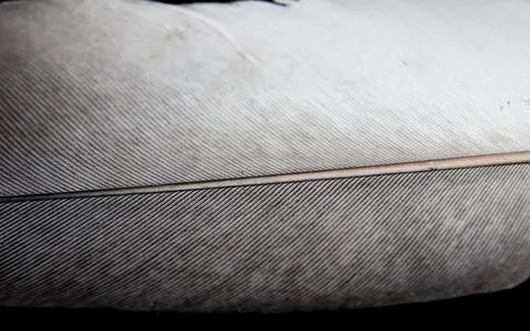 Bird feather close up on black background Stock Photos