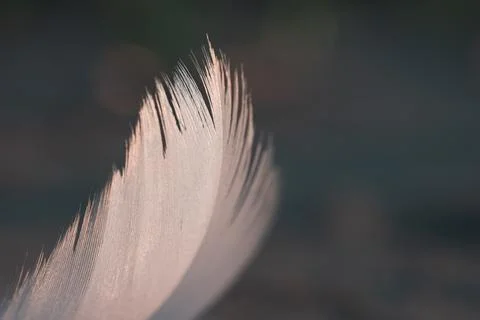 Bird feather close up. Soft focus Stock Photos